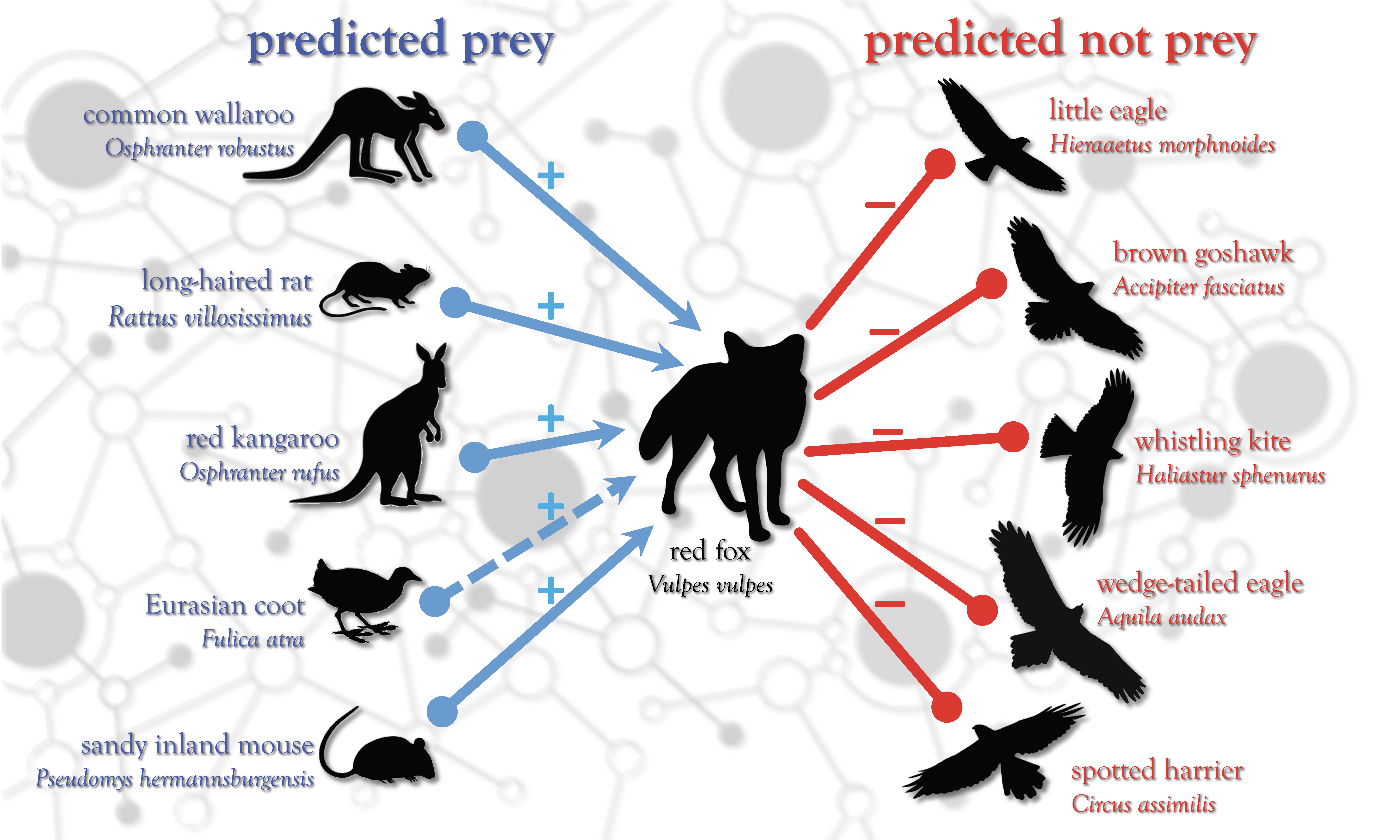 network predictions